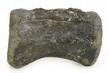 Fossil Iguanodon Caudal Vertebra - Isle of Wight, England #351241-3